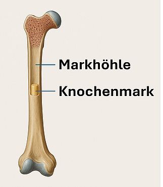 Markhöhle und Knochenmark (Femur)